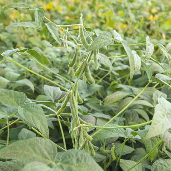 
The vast majority of herbicide-tolerant crop acres are planted to Monsanto's "Roundup Ready" varieties, such as soybeans.
